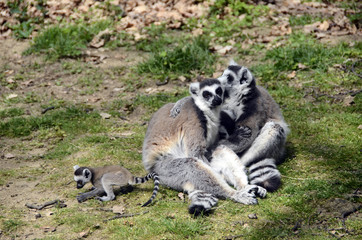 Lemurs, makis family with baby