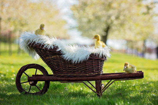 Three little ducklings in a cartrage, outdoors image