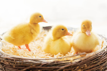 Three little ducklings in a nest, isolated image