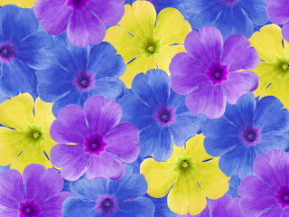 Fototapeta na wymiar Blue purple yellow violets flowers. Garden flowers. Closeup. For designers, For background. Nature.