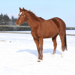 Fototapeta na wymiar Nice irish cob stallion in winter