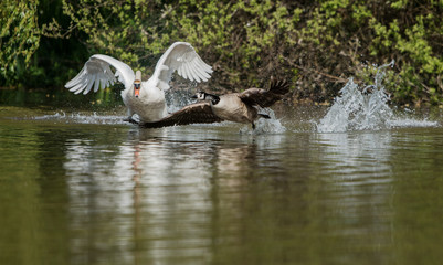 Mute Swan vs. Canada Goose