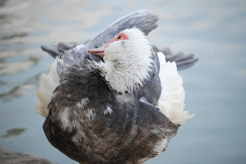 Canard de barbarie