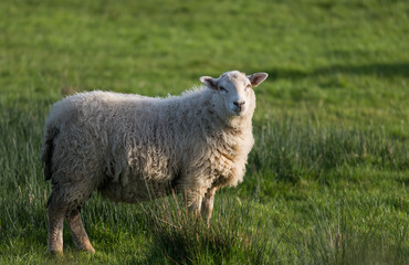Wooly sheep grazing in a field in rural Ireland