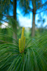 Cones of a blue pine (Pinus wallichiana).