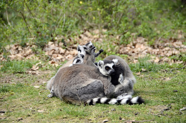 Lemurs, makis family with baby