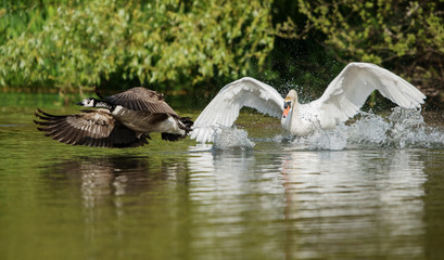 Mute Swan vs. Canada Goose