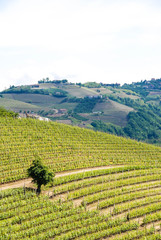 Fototapeta na wymiar Langhe Hills, Piedmont