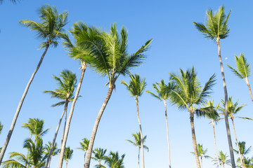 Obraz na płótnie Canvas Summer sunny beach with tropical palm trees under blue sky