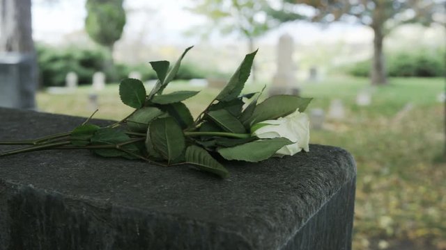 Slow motion of white roses on gravestone