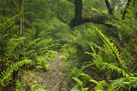 Fototapeta Path through rainforest in the Garden Route NP, South Africa