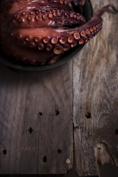 An octopus tentacle