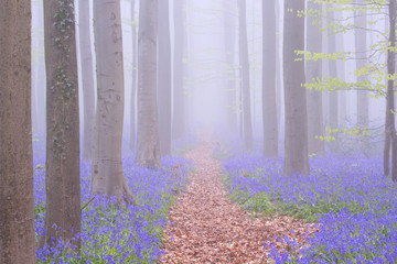 Path through a foggy blooming bluebell forest in Belgium