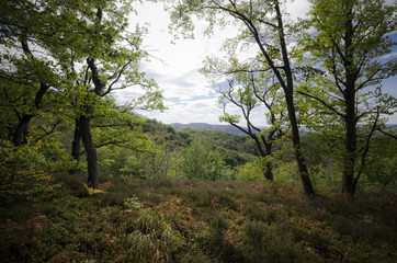 Fototapeta premium edge of the forest