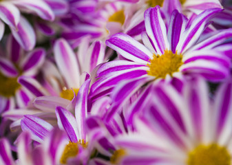 Obraz premium Purple stripes