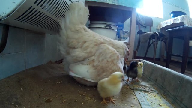 Domestic chicken with chicklings