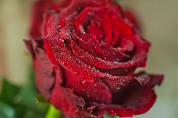 Red rose with dew drops as a background. Red rose macro