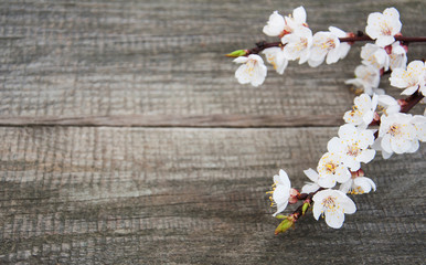 Spring apricot  blossom