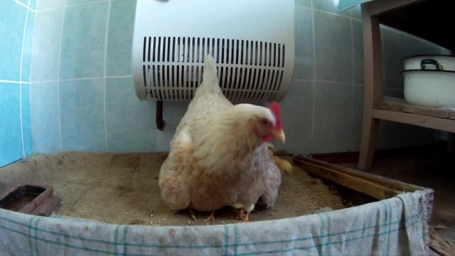 Domestic chicken with chicklings