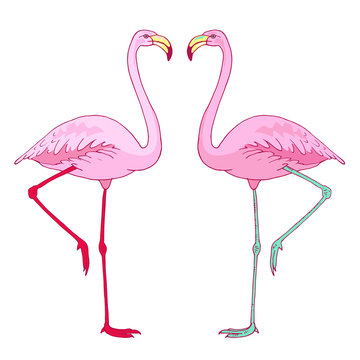 Vector pink flamingo bird couple illustration. Hand drawn sketch with the wild animal. Romantic Valentines day illustration
