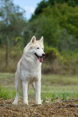 Siberian Husky Dog
