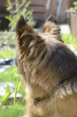 CLose-up portrait of Young Fluffy Dog Breed German Shepherd lying in the garden outdoor. Pet outside