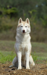 Obraz premium Siberian Husky Dog