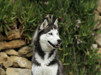 Siberian Husky Dog