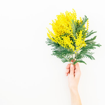 Branch Of Mimosa Flowers In Woman Hand On White Background. Flat Lay, Top View. Floral Background