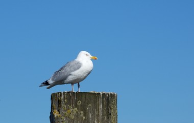 Möwe auf Pfahl