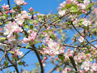 Fototapeta na wymiar Apfelblüten, Blühender Apfelbaum
