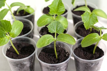 Cucumber seedlings in small plastic cups