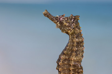 Seahorse (Hippocampus), Florida, United States Of America
