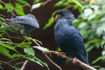 Madagascan blue pigeon with deep red tail, blue head iwith a large red patch of bare skin around the yellow eye © Natalia