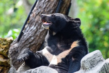 Naklejka premium Asian Black Bear