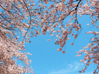 sakura flower or cherry blossom
