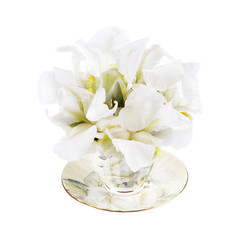 White iris isolated on white background