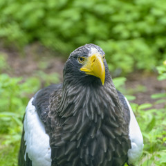 Steller's sea eagle in Walsrode Bird Park, Germany. Close up