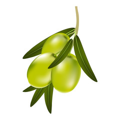 Vector illustration of a branch of green olives with leaves on a white background
