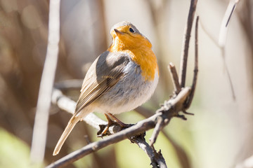 robin on a branch