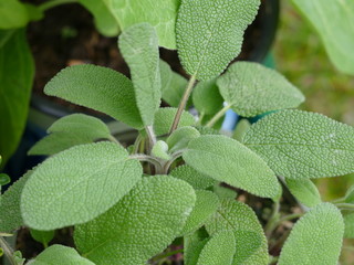 Salbei