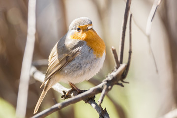 robin on a branch