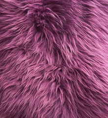 Fototapeta premium purple coat sheep