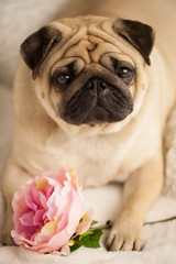 funny pug dog lay on the bed with peony flower. Consept congratulation