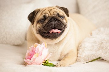 funny pug dog lay on the bed with peony flower. Consept congratulation