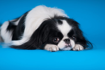 Purebred japanese hin studio portrait