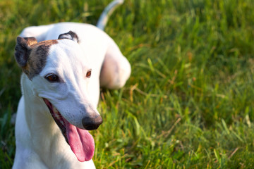 white whippet