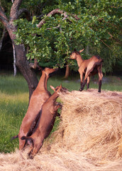 Brown goat frolicking in the hay