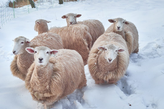 Kent Sheep In A Cold White Winter Landscape