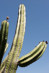 Tall Saguaro Cactus with Flowers Over Blue Skies